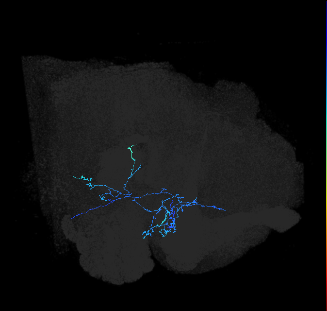 AVLP137_R (FlyEM-HB:5901194603)