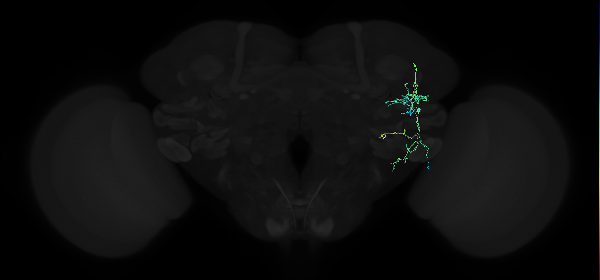 adult anterior ventrolateral protocerebrum neuron 137