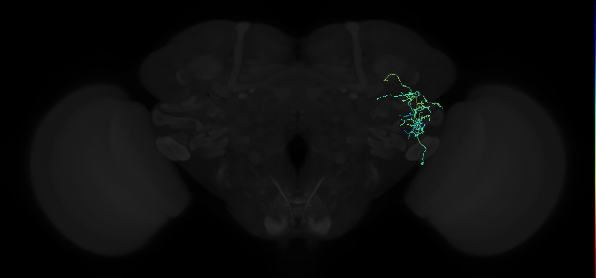 adult anterior ventrolateral protocerebrum neuron 138