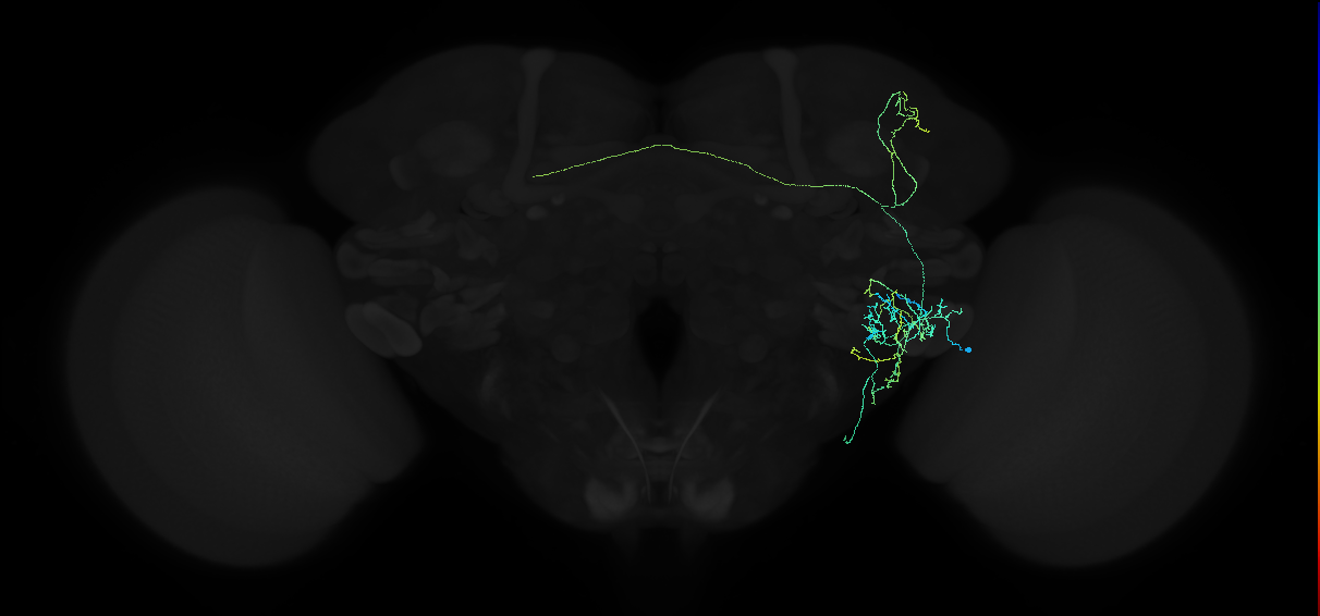 adult anterior ventrolateral protocerebrum neuron 139