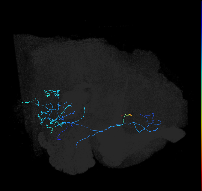 AVLP139_R (FlyEM-HB:609855276)