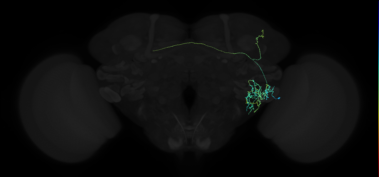 adult anterior ventrolateral protocerebrum neuron 139