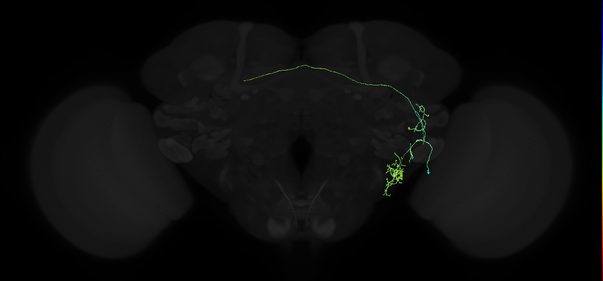adult anterior ventrolateral protocerebrum neuron 140