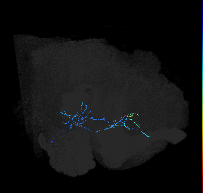 AVLP141_R (FlyEM-HB:798494331)