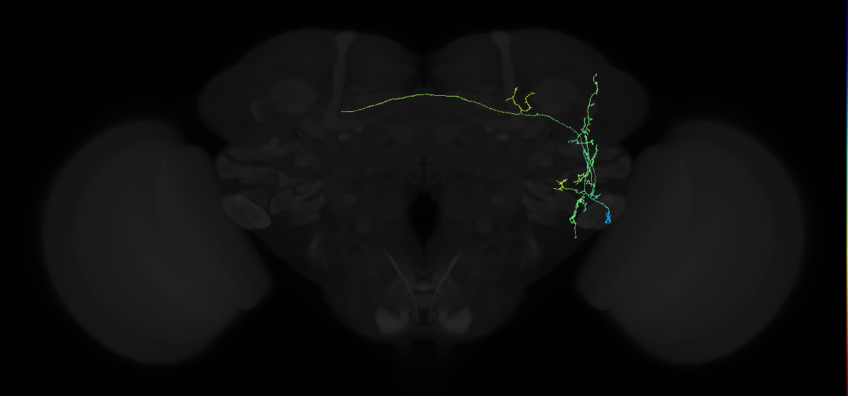 adult anterior ventrolateral protocerebrum neuron 141