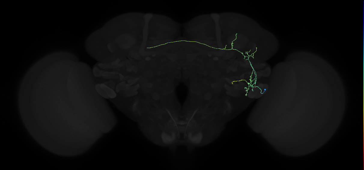 adult anterior ventrolateral protocerebrum neuron 141
