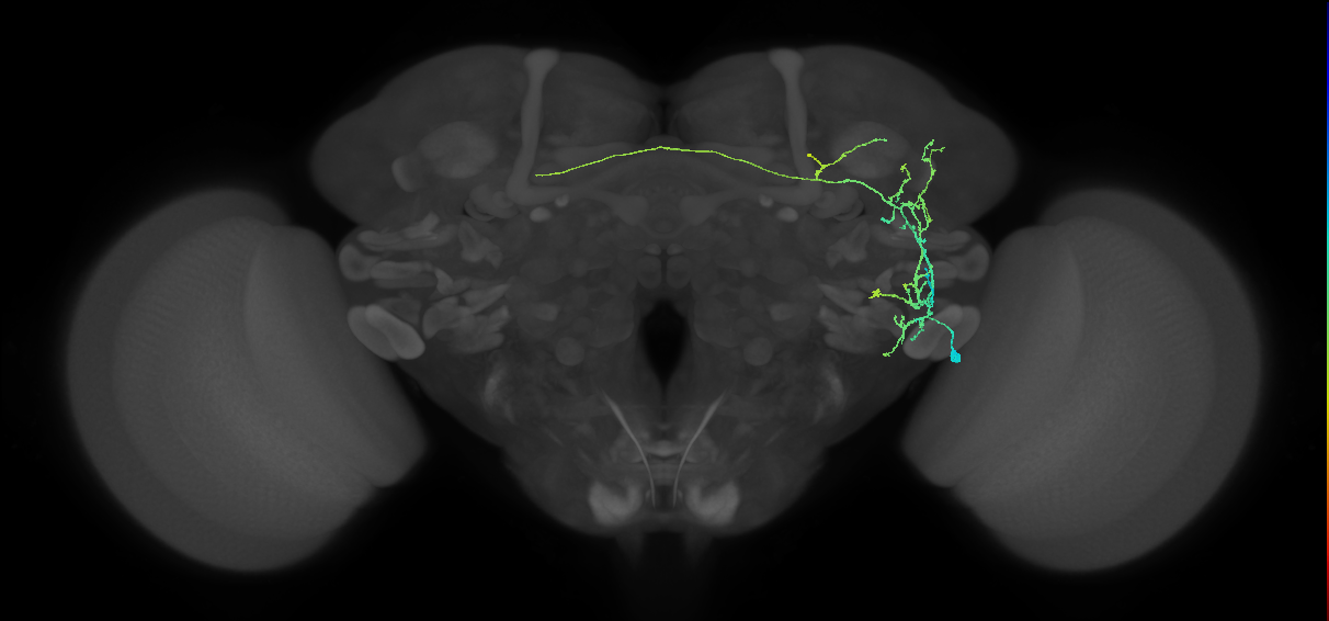AVLP141_R (FlyEM-HB:5813058410)