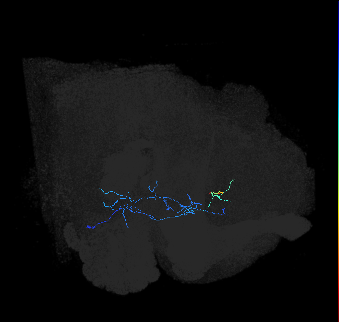 AVLP141_R (FlyEM-HB:948933005)