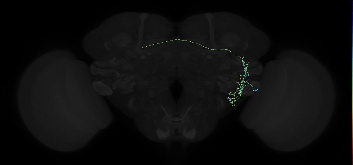 adult anterior ventrolateral protocerebrum neuron 142