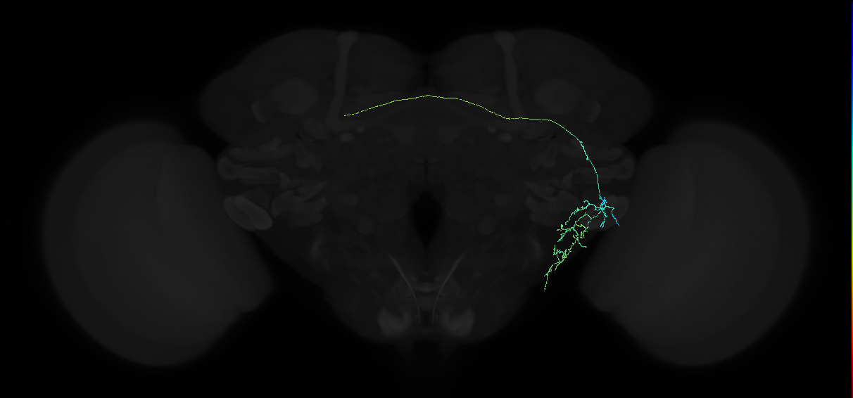 adult anterior ventrolateral protocerebrum neuron 143
