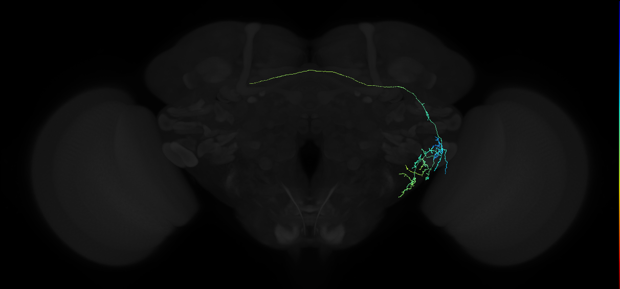adult anterior ventrolateral protocerebrum neuron 143