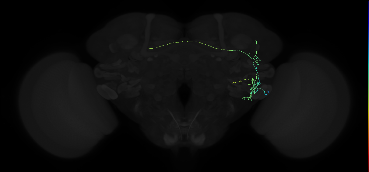 adult anterior ventrolateral protocerebrum neuron 144