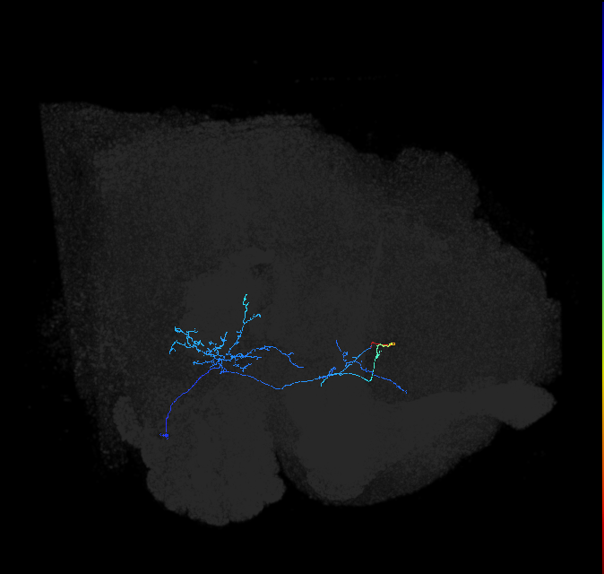 adult anterior ventrolateral protocerebrum neuron 144