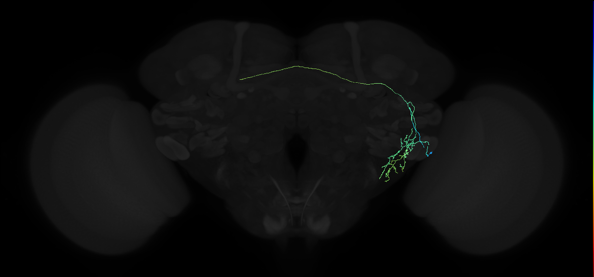 adult anterior ventrolateral protocerebrum neuron 145