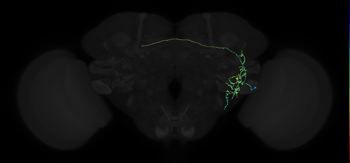 adult anterior ventrolateral protocerebrum neuron 146