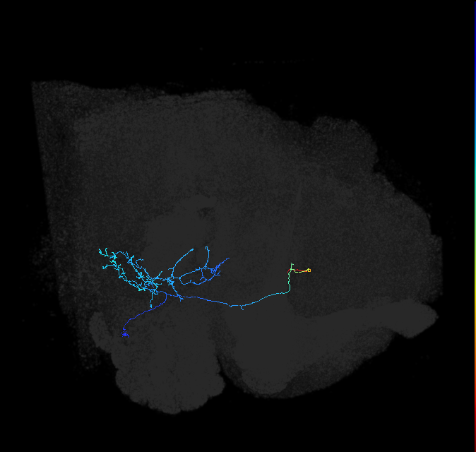 adult anterior ventrolateral protocerebrum neuron 147