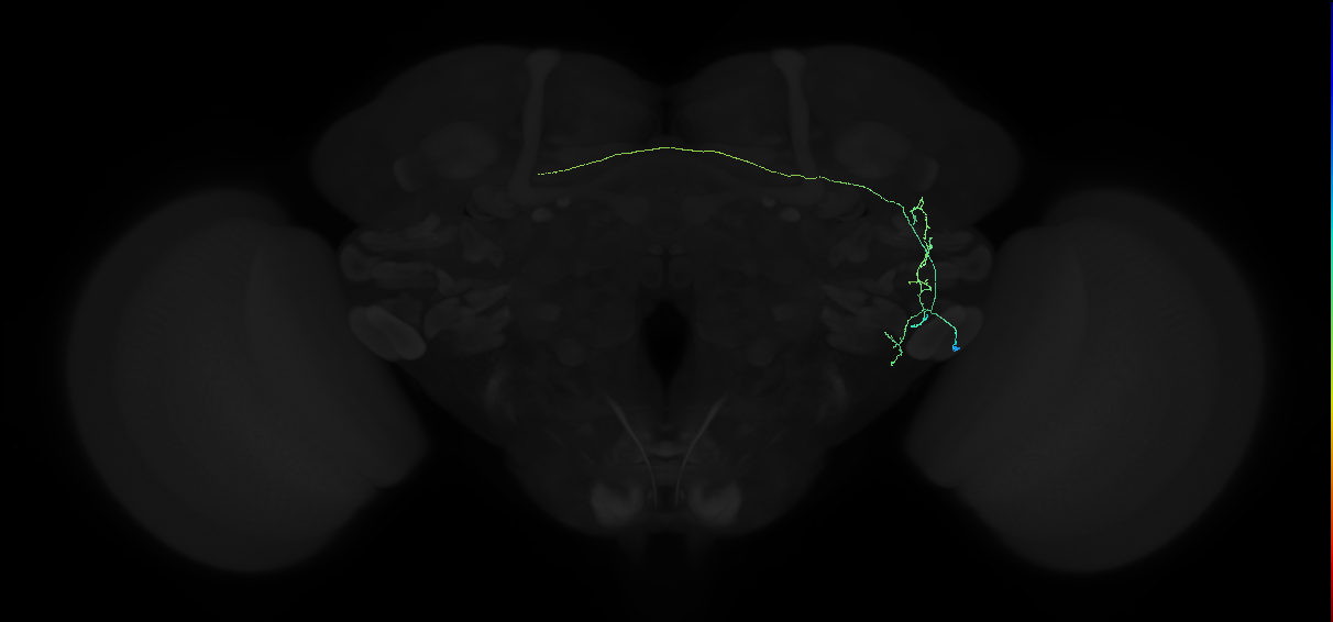 adult anterior ventrolateral protocerebrum neuron 148