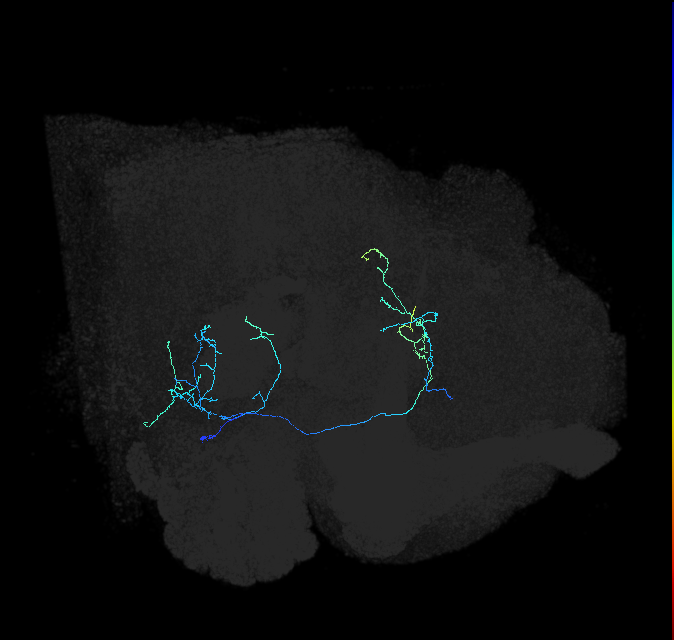AVLP149_R (FlyEM-HB:1786841971)