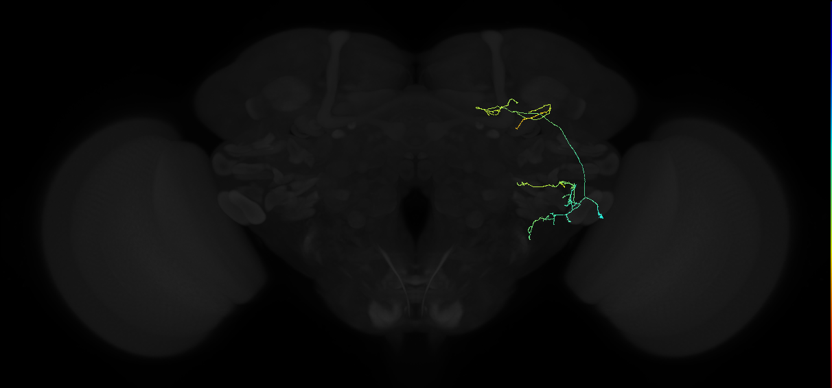 adult anterior ventrolateral protocerebrum neuron 149