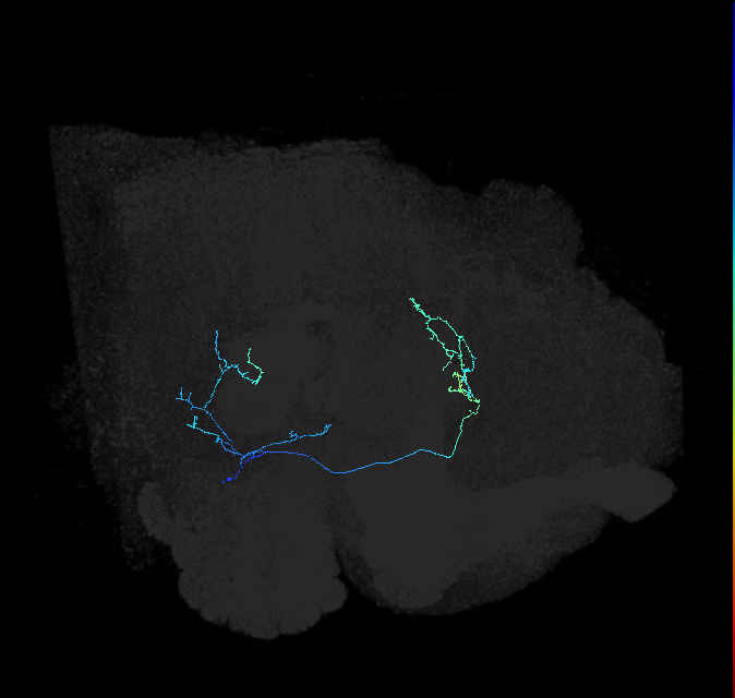 AVLP149_R (FlyEM-HB:1071342414)
