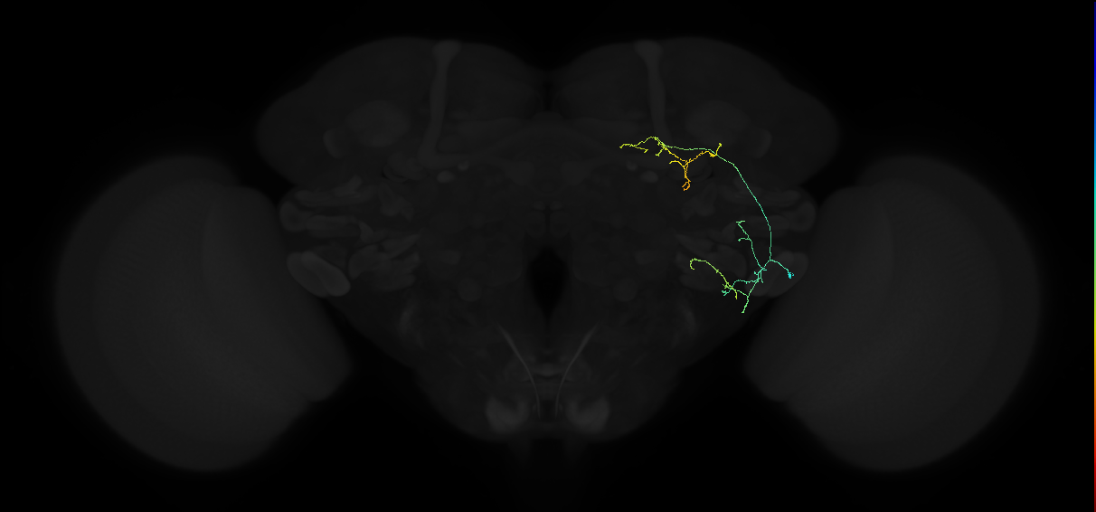 adult anterior ventrolateral protocerebrum neuron 149