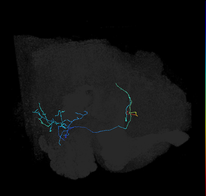 AVLP149_R (FlyEM-HB:5812995931)