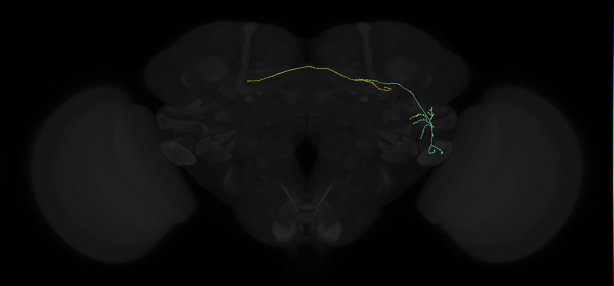 adult anterior ventrolateral protocerebrum neuron 150