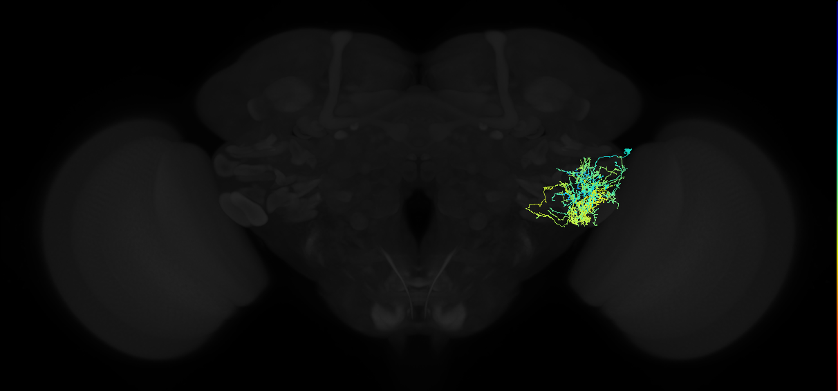 adult anterior ventrolateral protocerebrum neuron 152
