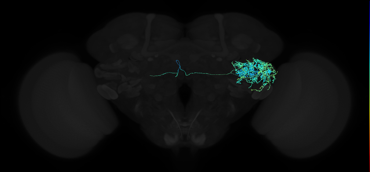 adult anterior ventrolateral protocerebrum neuron 154