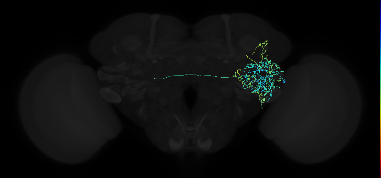 adult anterior ventrolateral protocerebrum neuron 155