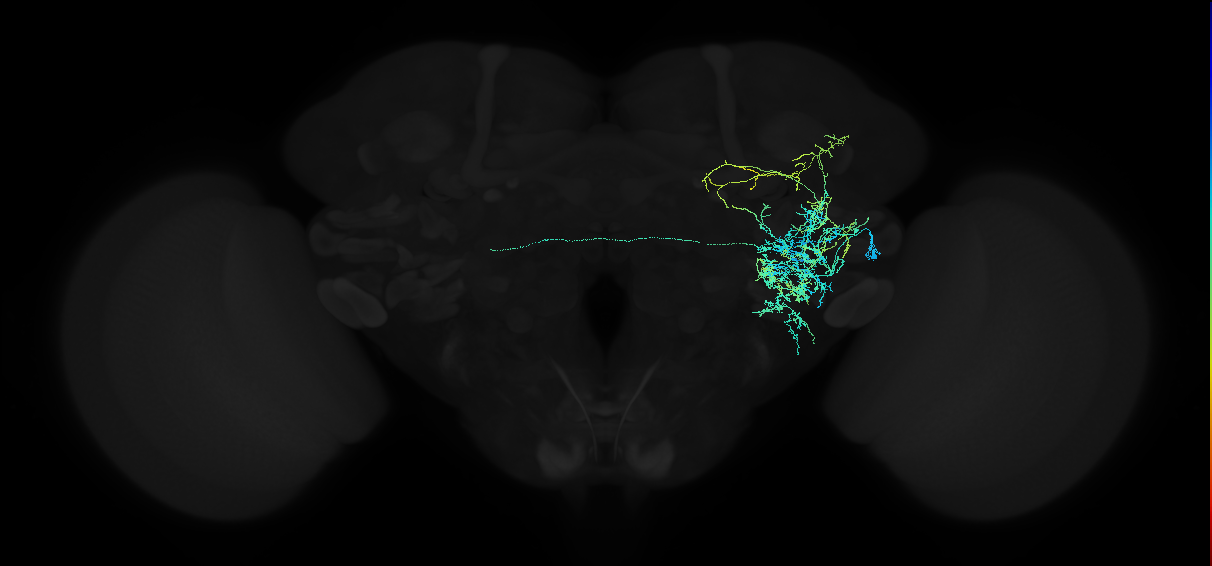 adult anterior ventrolateral protocerebrum neuron 156