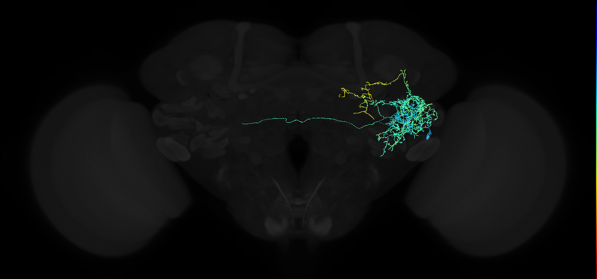 adult anterior ventrolateral protocerebrum neuron 157