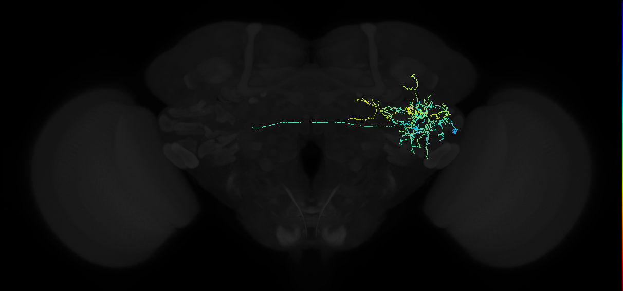 adult anterior ventrolateral protocerebrum neuron 158