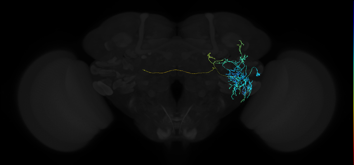 adult anterior ventrolateral protocerebrum neuron 159