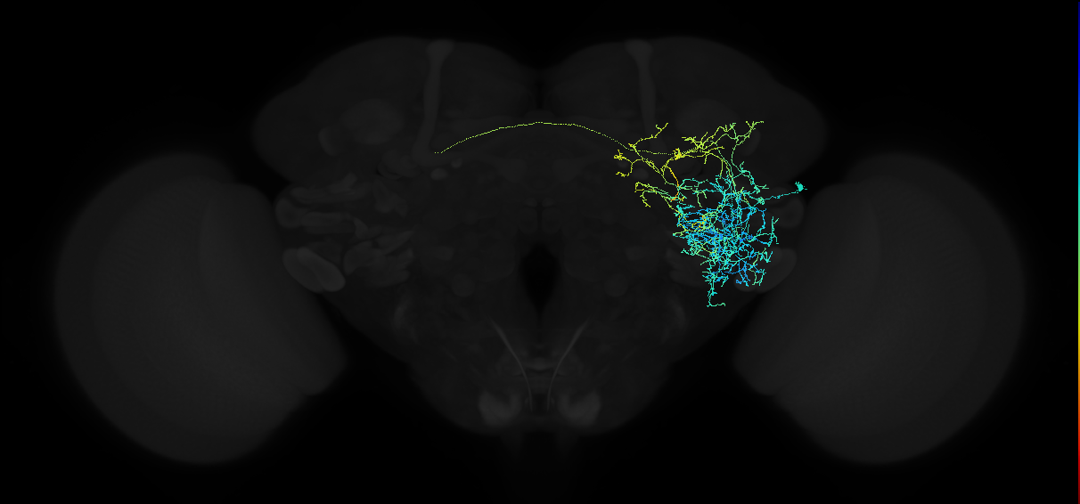 adult anterior ventrolateral protocerebrum neuron 160