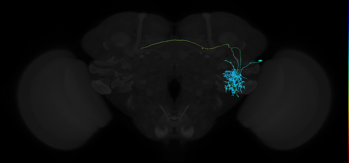 adult anterior ventrolateral protocerebrum neuron 161