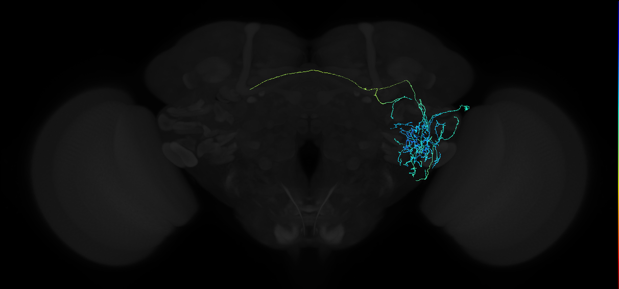 adult anterior ventrolateral protocerebrum neuron 162