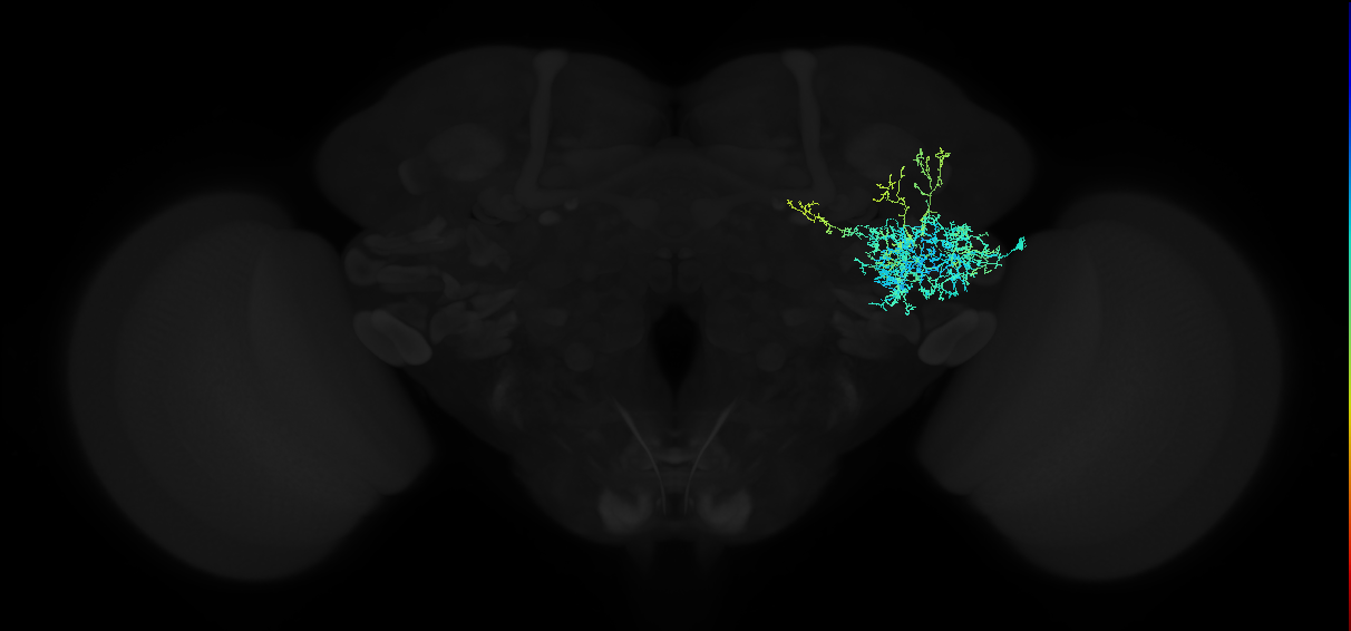 adult anterior ventrolateral protocerebrum neuron 163