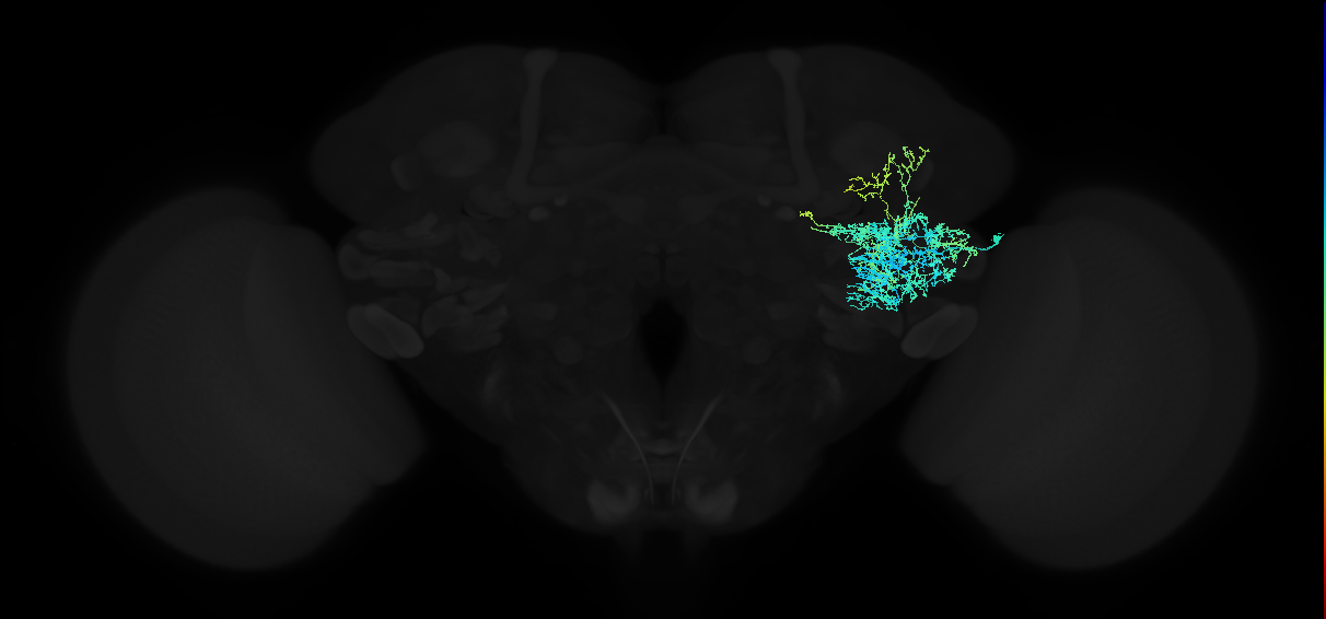 adult anterior ventrolateral protocerebrum neuron 163