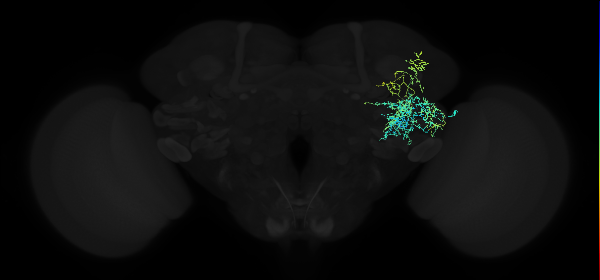 adult anterior ventrolateral protocerebrum neuron 164