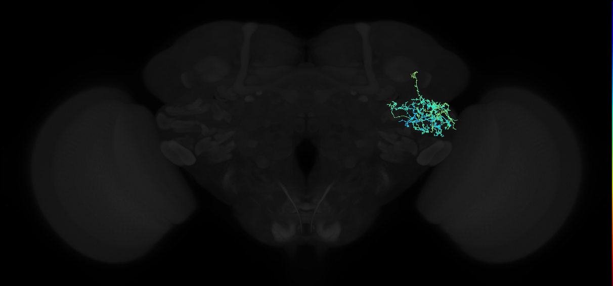 adult anterior ventrolateral protocerebrum neuron 165