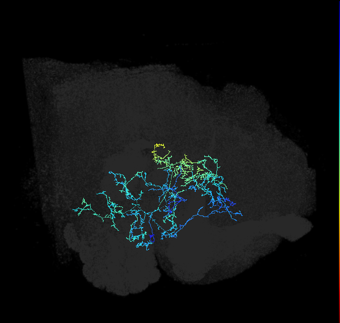 AVLP166_R (FlyEM-HB:5812983081)