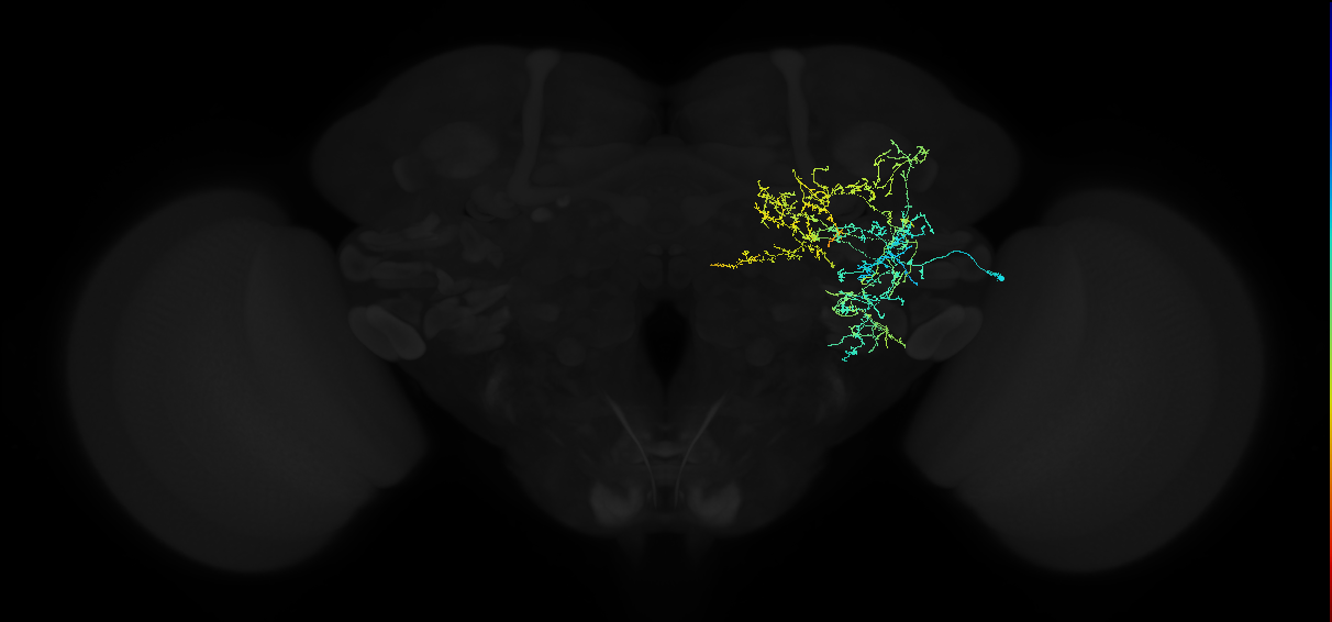 adult anterior ventrolateral protocerebrum neuron 166