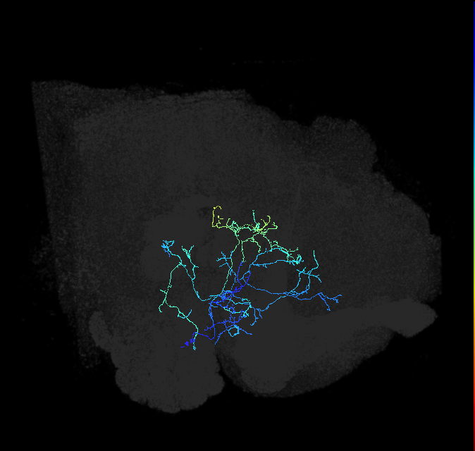 AVLP167_a_R (FlyEM-HB:981967586)