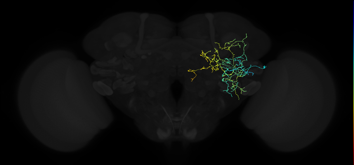 adult anterior ventrolateral protocerebrum neuron 167