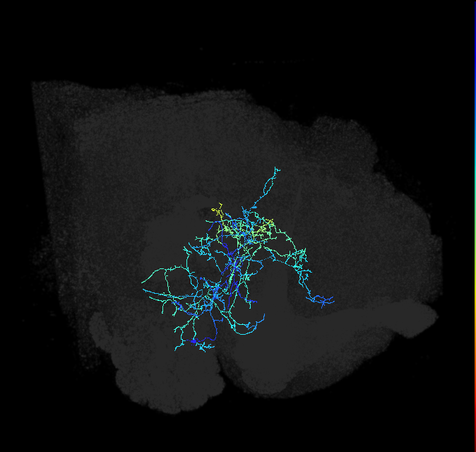AVLP167_b_R (FlyEM-HB:921235264)