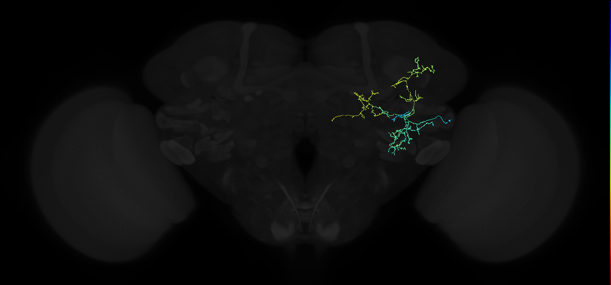 adult anterior ventrolateral protocerebrum neuron 168
