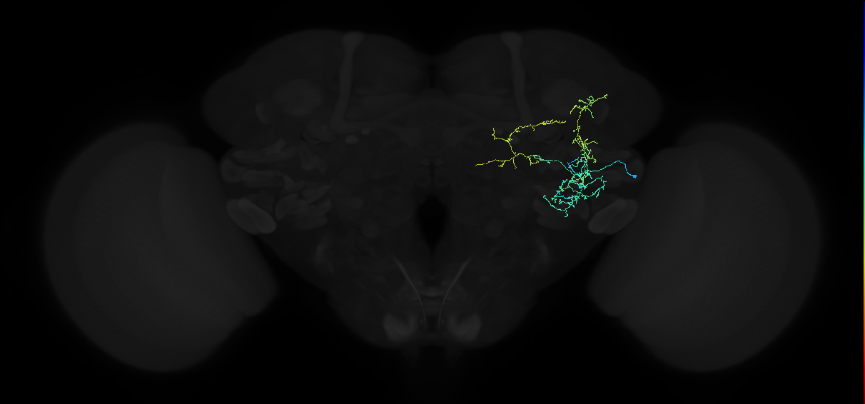 adult anterior ventrolateral protocerebrum neuron 168