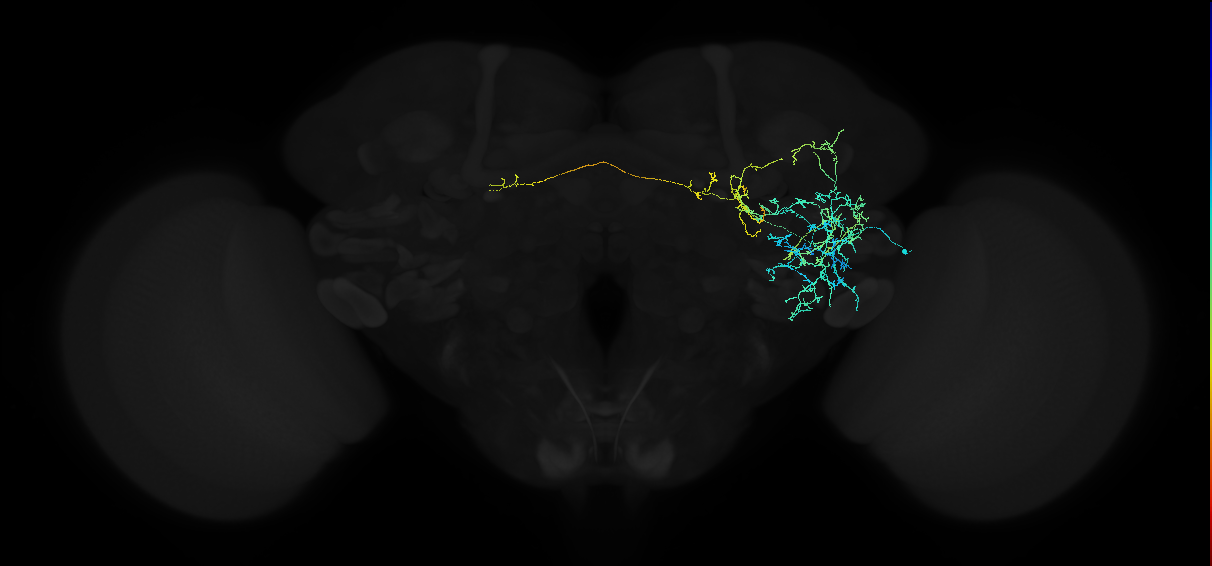 adult anterior ventrolateral protocerebrum neuron 171