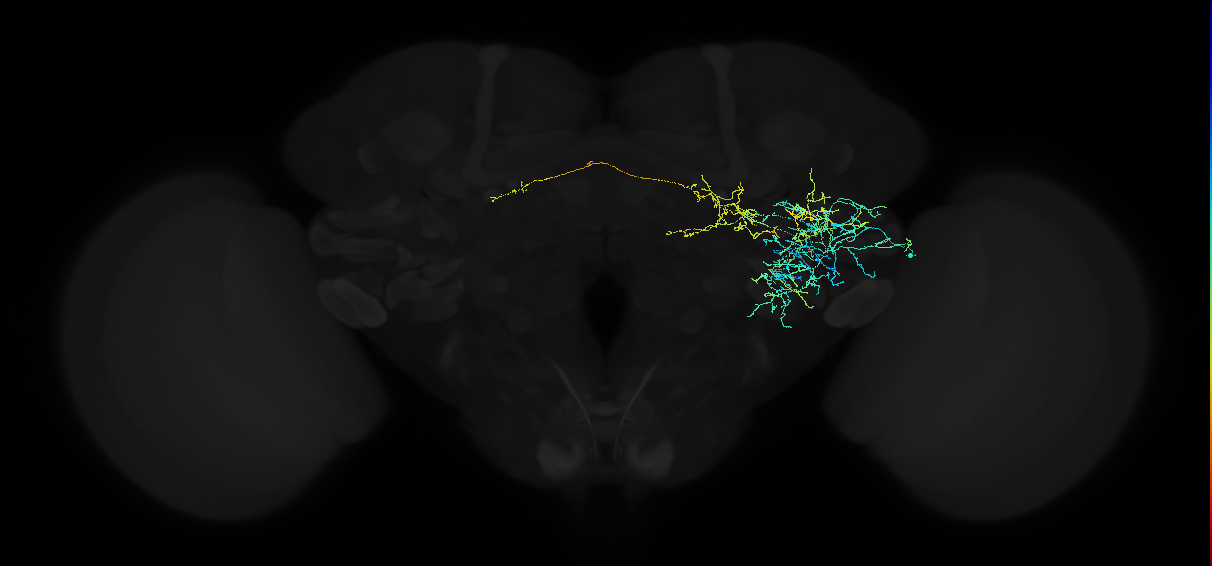 adult anterior ventrolateral protocerebrum neuron 172
